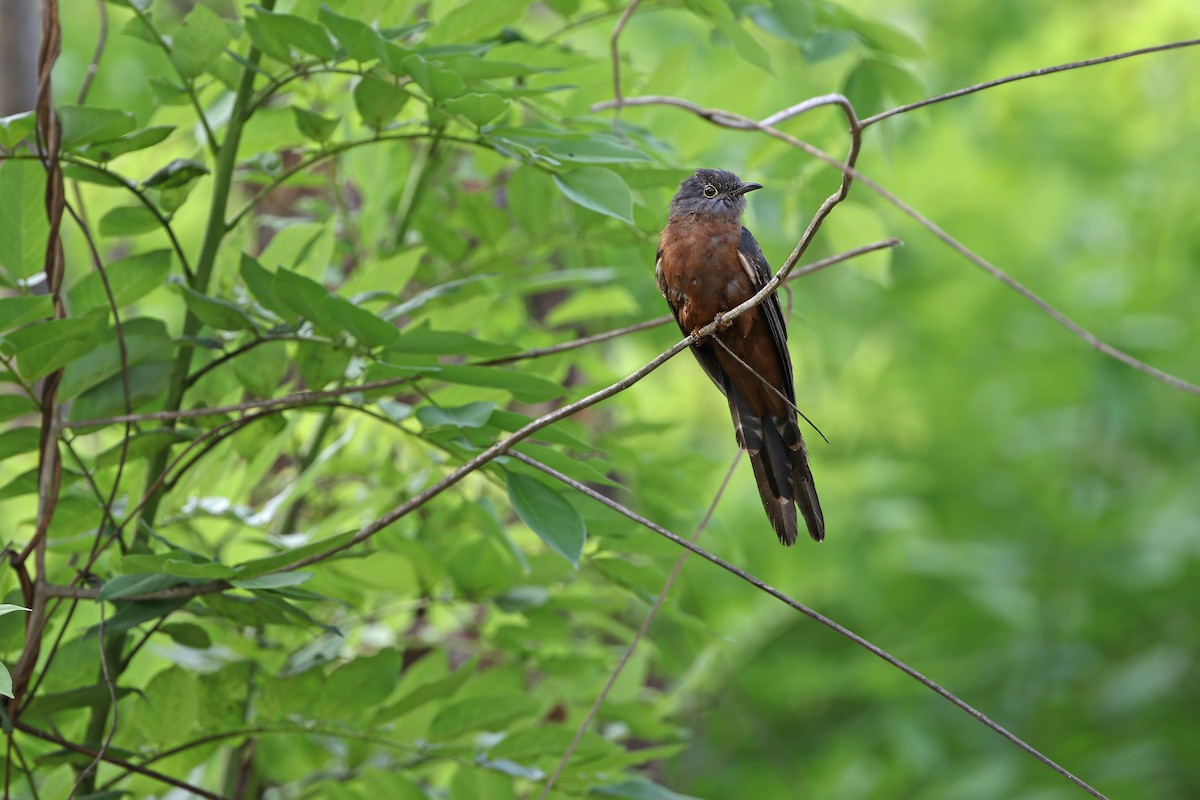 Sulawesi Brush Cuckoo - ML624121189