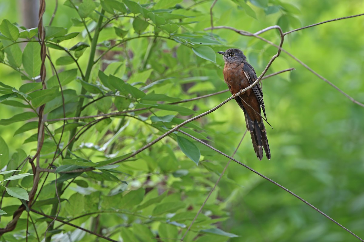Sulawesi Brush Cuckoo - ML624121190