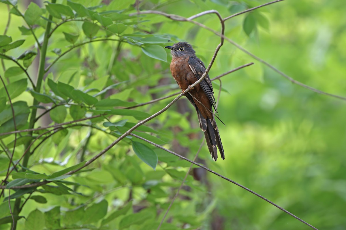 Sulawesi Brush Cuckoo - ML624121191