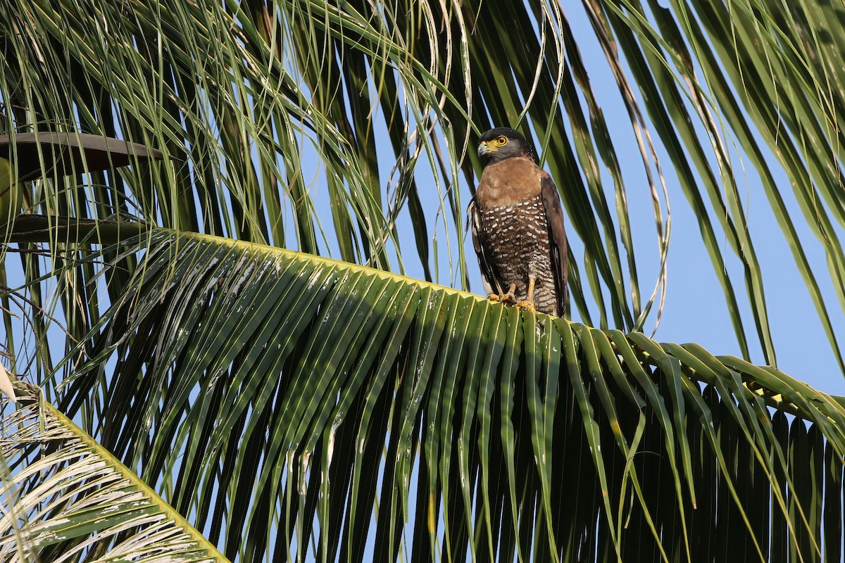 Sulawesischlangenadler - ML624121195