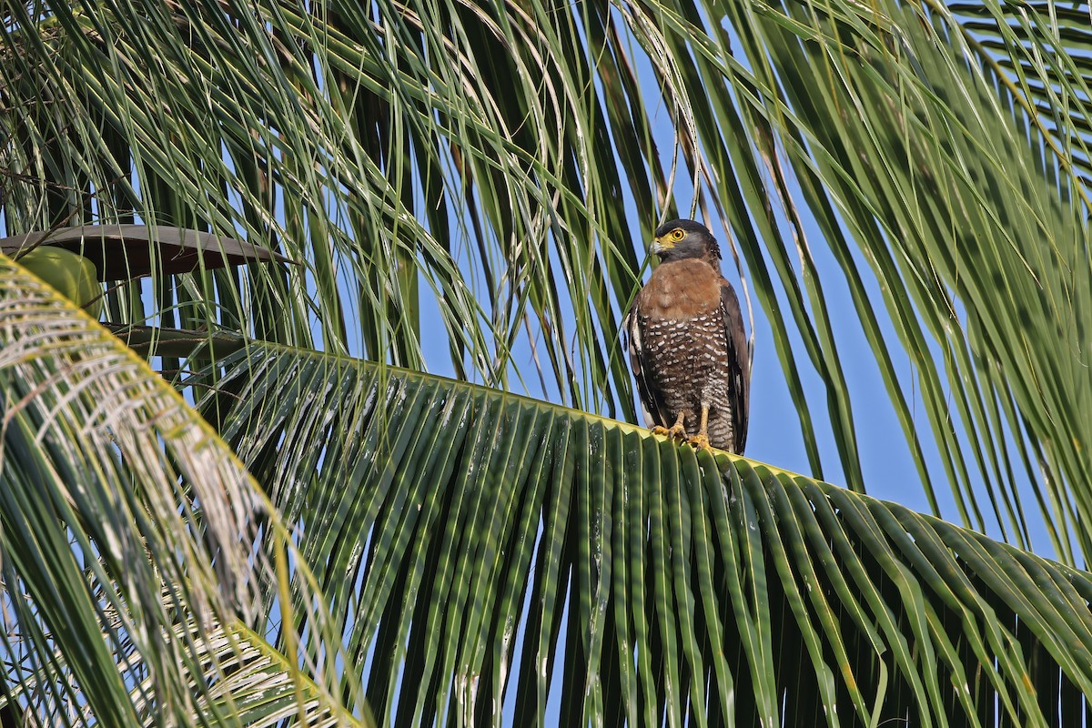 Sulawesischlangenadler - ML624121196