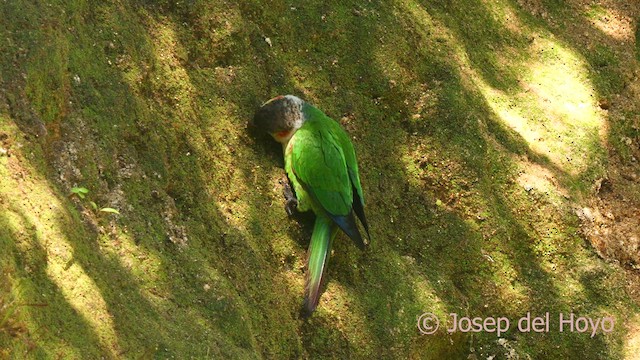 White-necked Parakeet - ML624121216