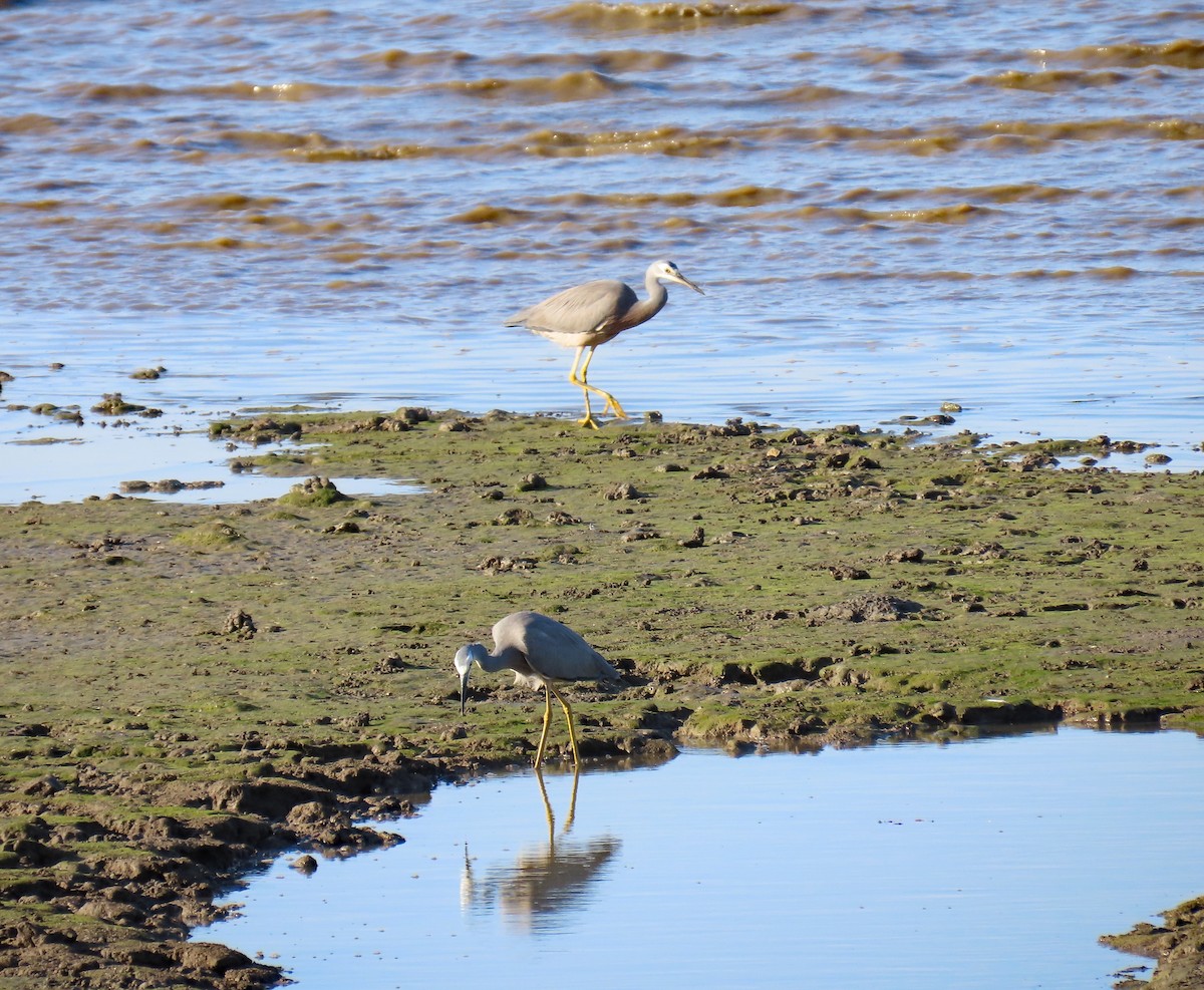 White-faced Heron - ML624121232