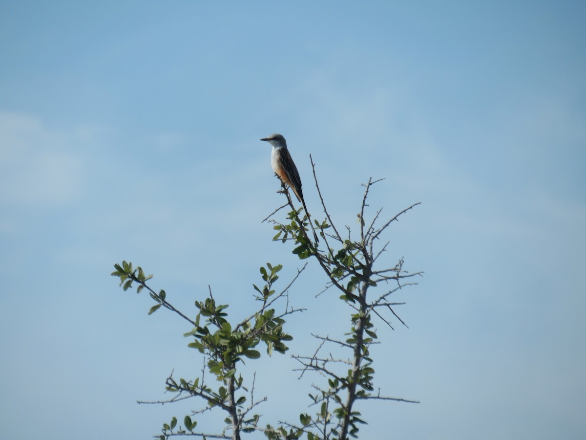 Scissor-tailed Flycatcher - Winston Caillouet