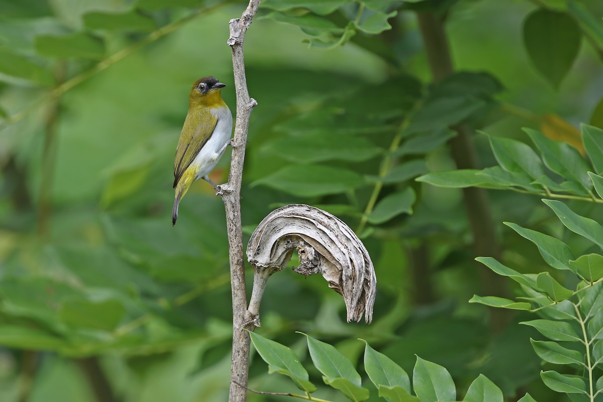 Togianbrillenvogel - ML624121288