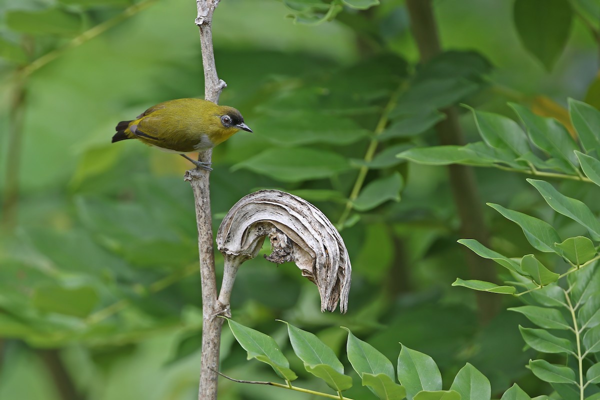 Togianbrillenvogel - ML624121289