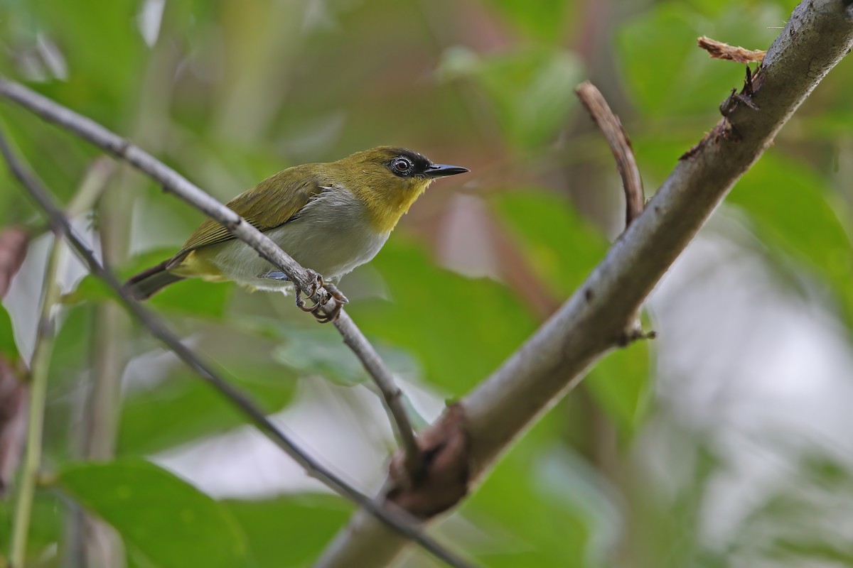 Togianbrillenvogel - ML624121290