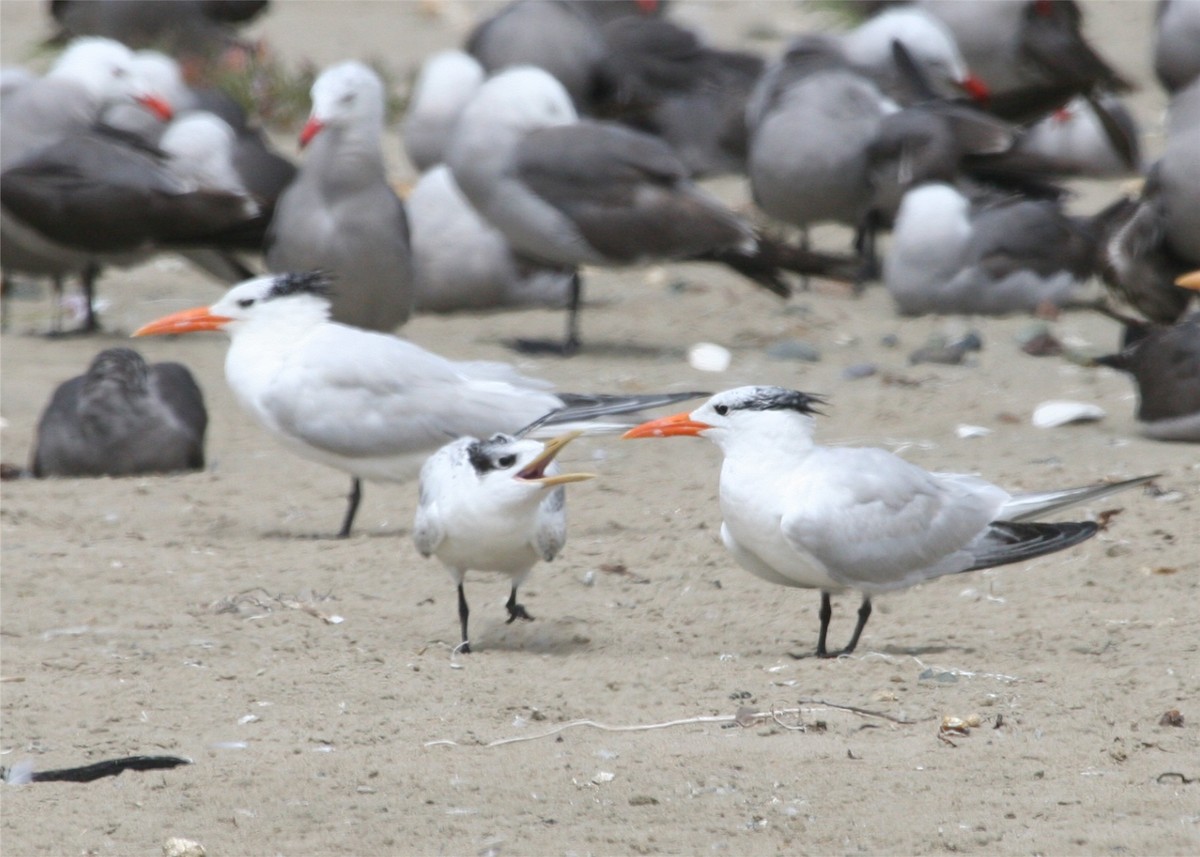 Royal Tern - ML624121321