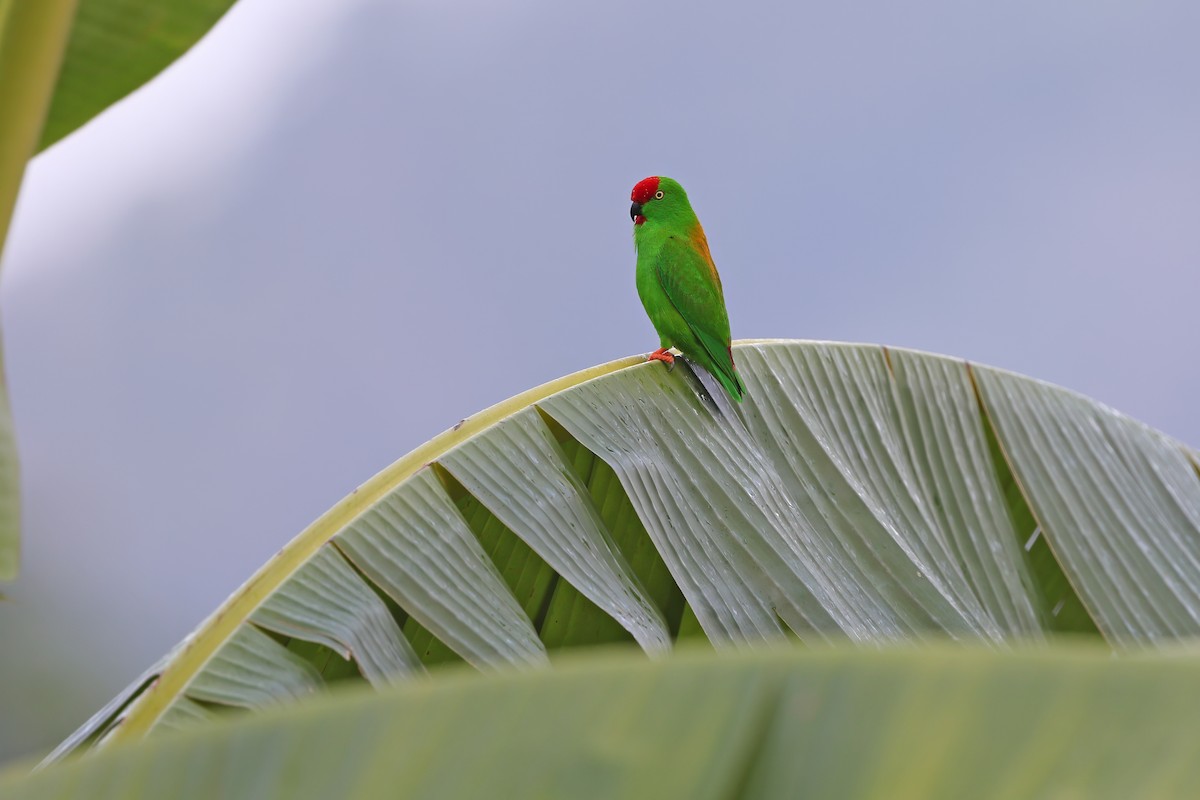 Sulawesi Hanging-Parrot - James Eaton