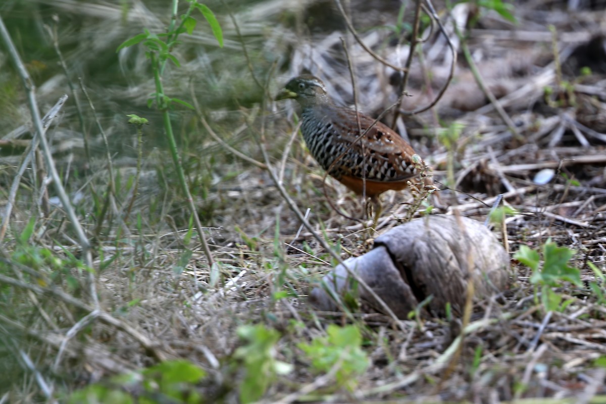 Barred Buttonquail - James Eaton