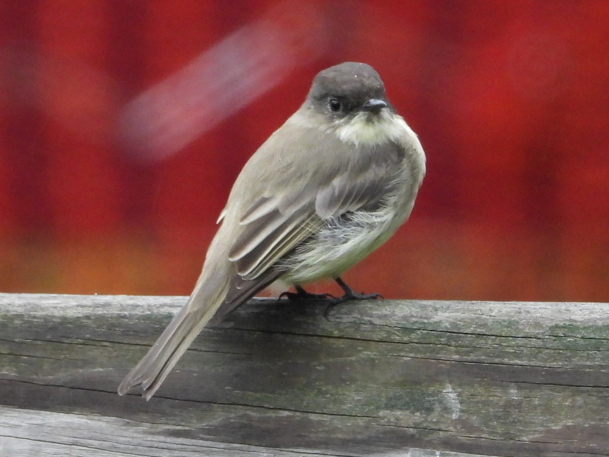 Eastern Phoebe - ML624121354