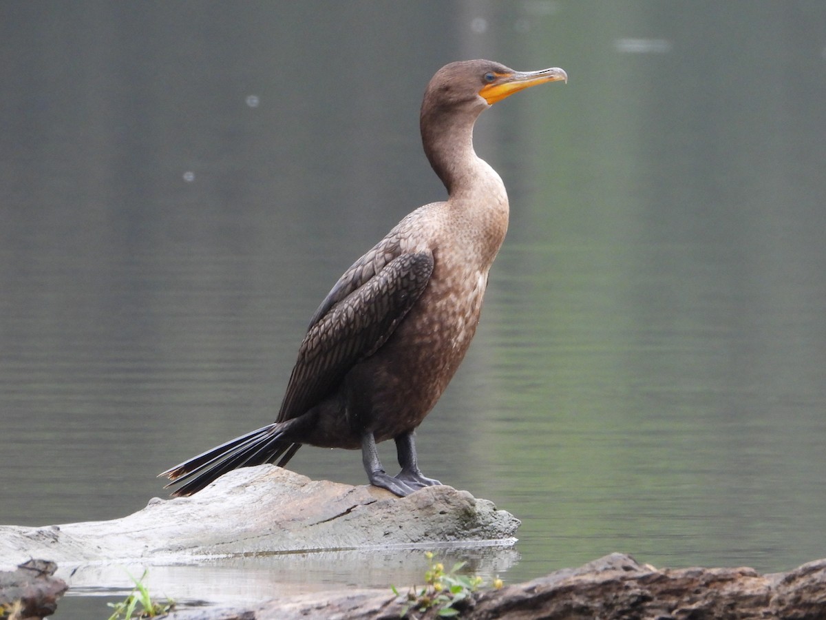 Double-crested Cormorant - ML624121359