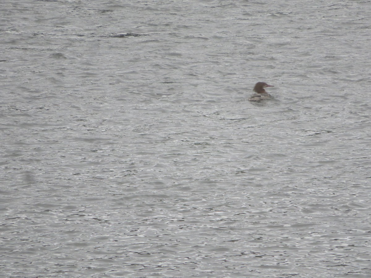 Common Merganser - ML624121386