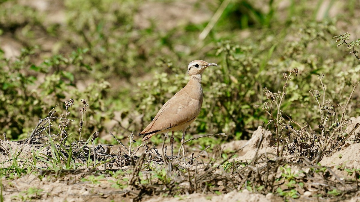 Cream-colored Courser - ML624121402