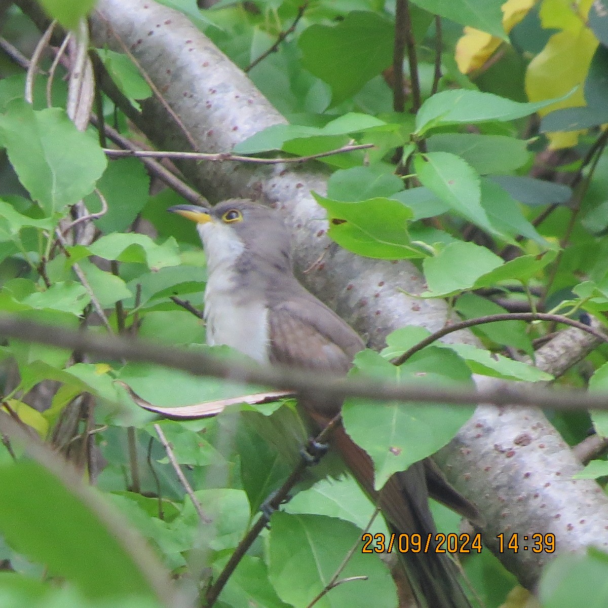 Yellow-billed Cuckoo - Gary Bletsch