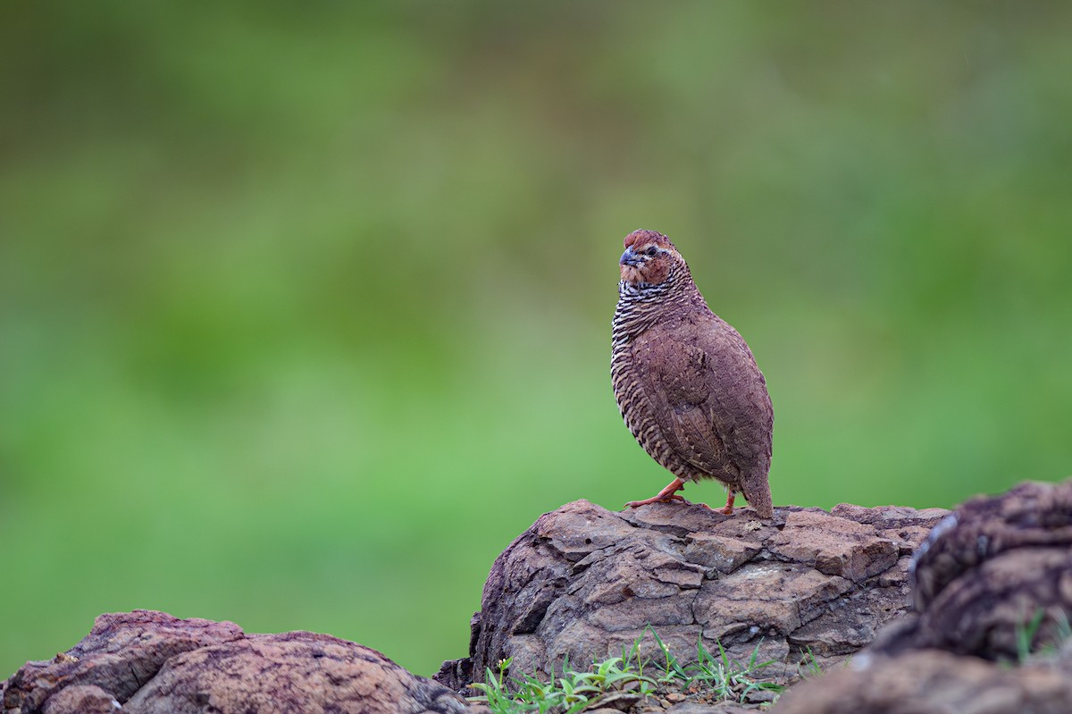 Rock Bush-Quail - ML624121465