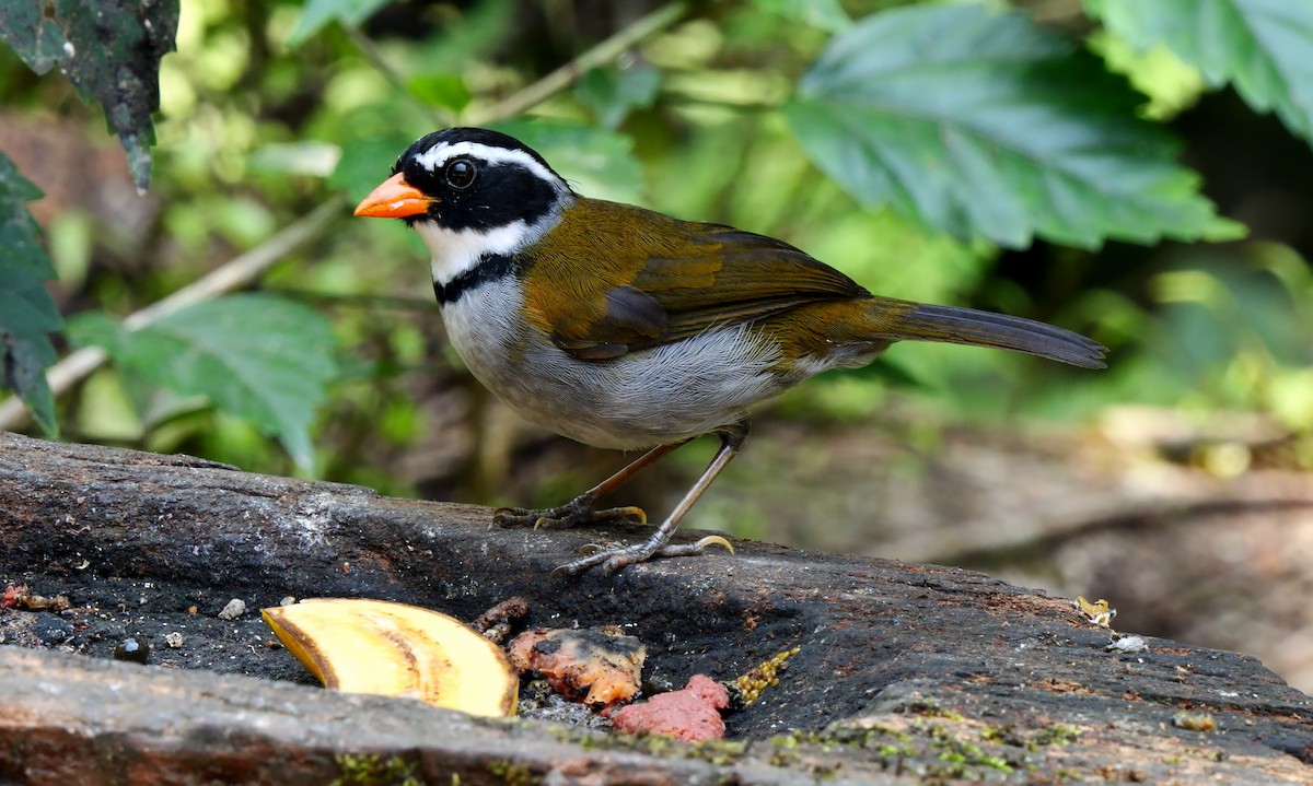 Orange-billed Sparrow (spectabilis) - ML624121467