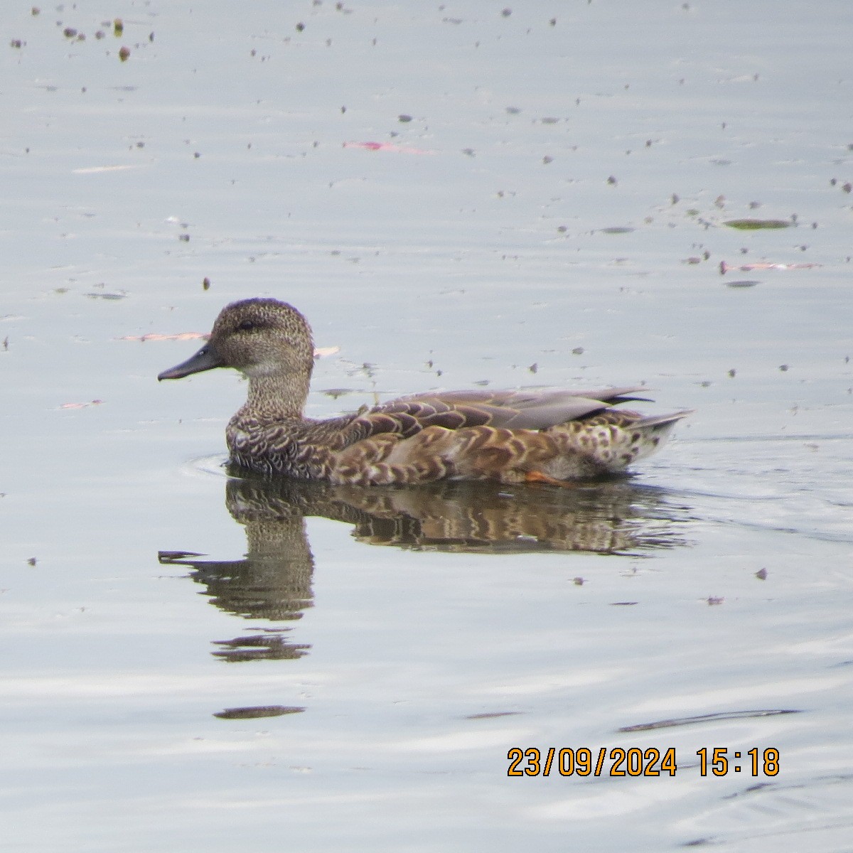 Gadwall - ML624121484