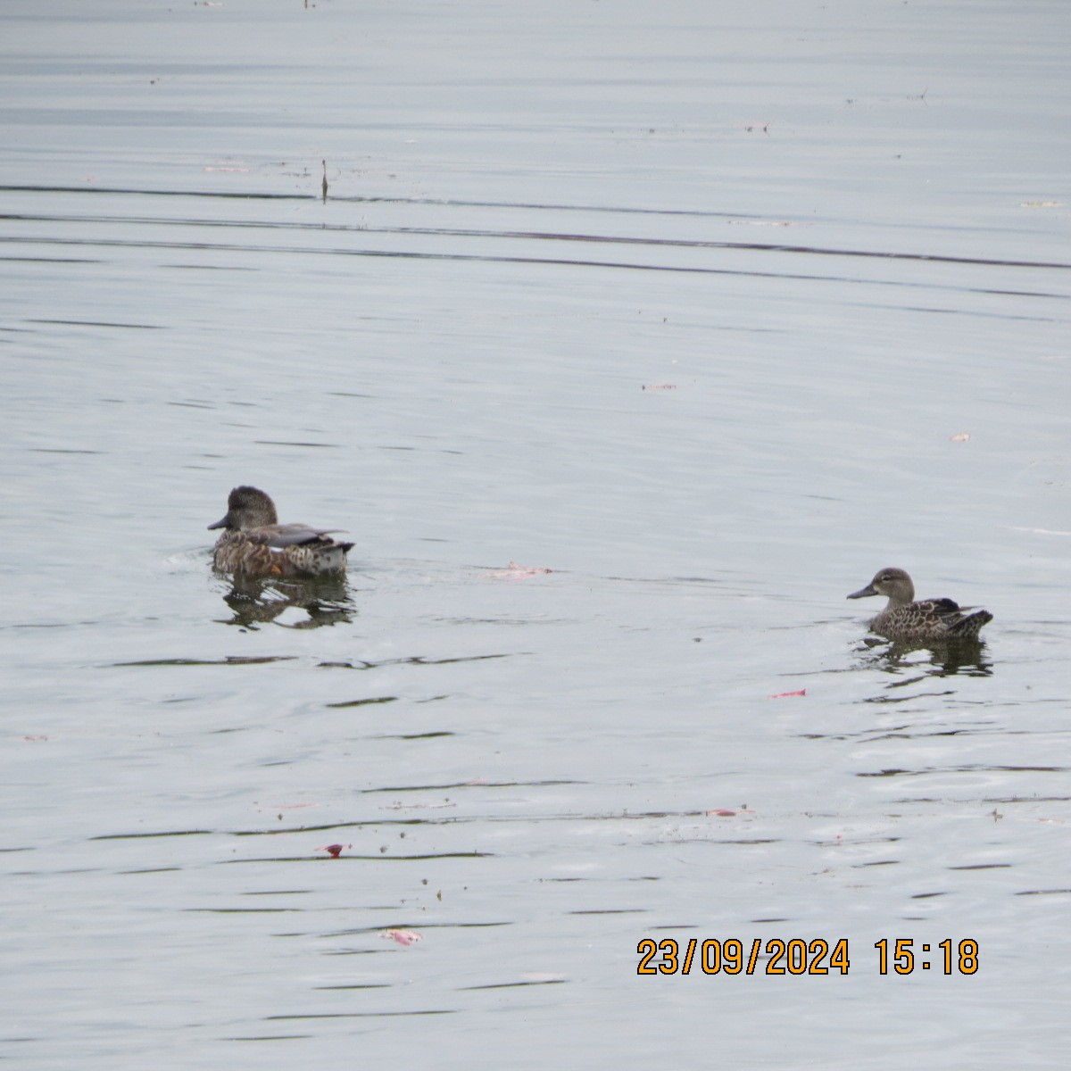 Blue-winged Teal - ML624121486