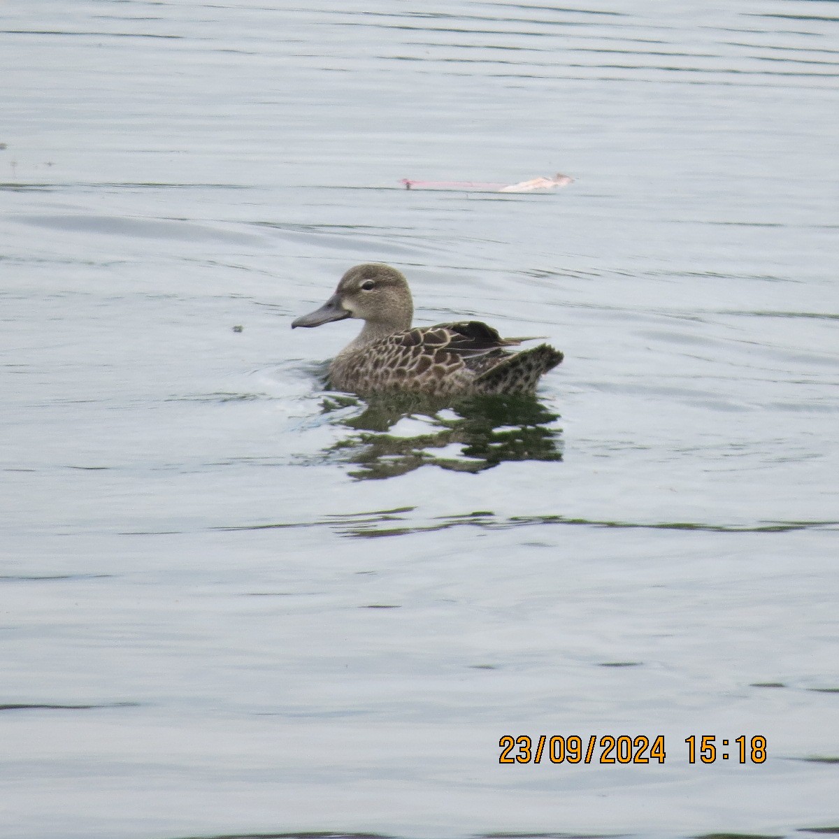 Blue-winged Teal - ML624121487