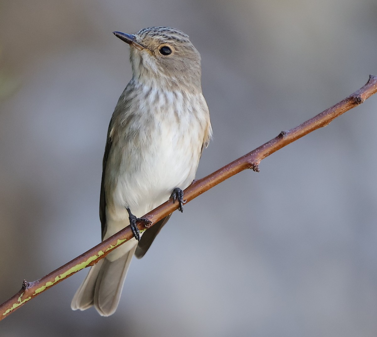 Spotted Flycatcher - Antonis Spanos