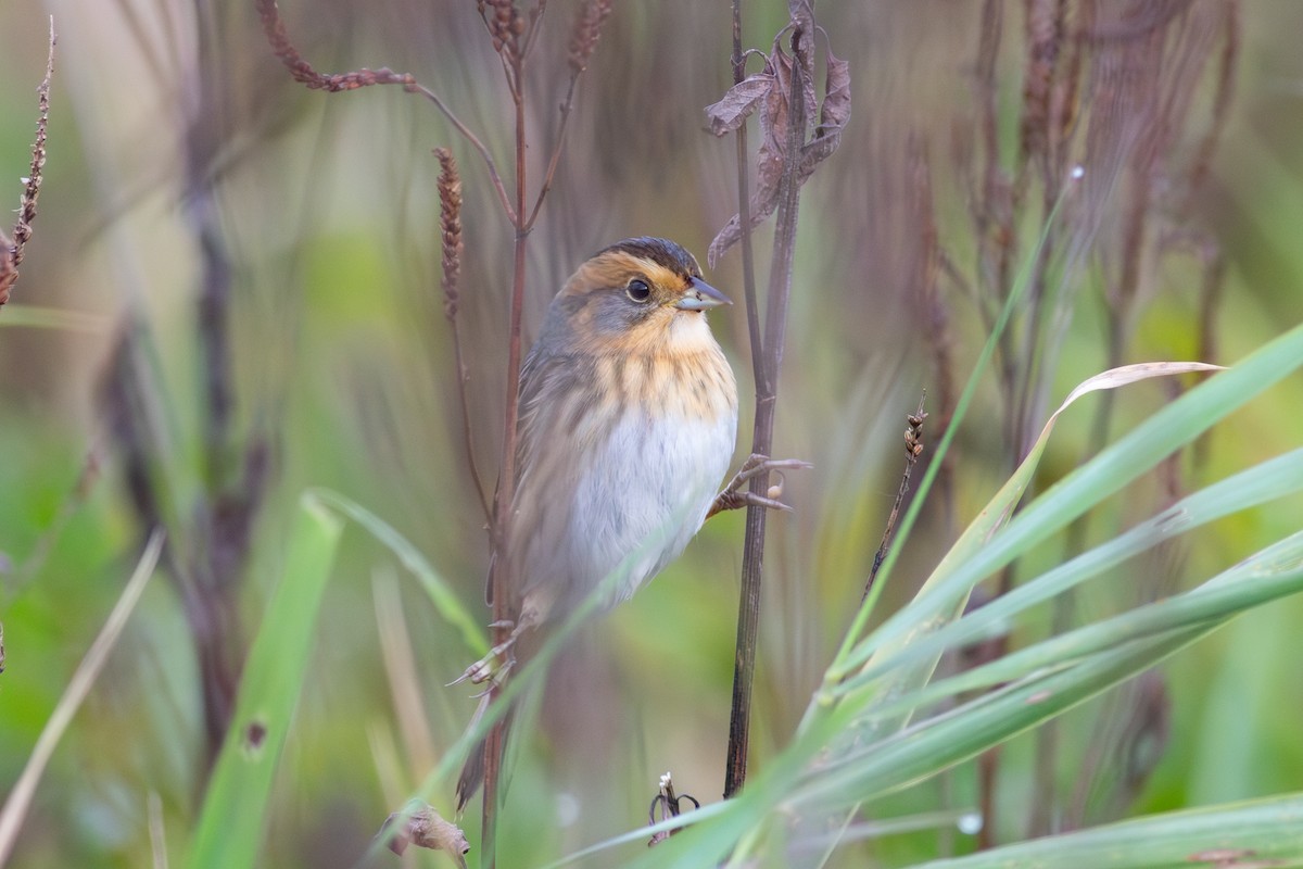 Nelson's Sparrow - ML624121514