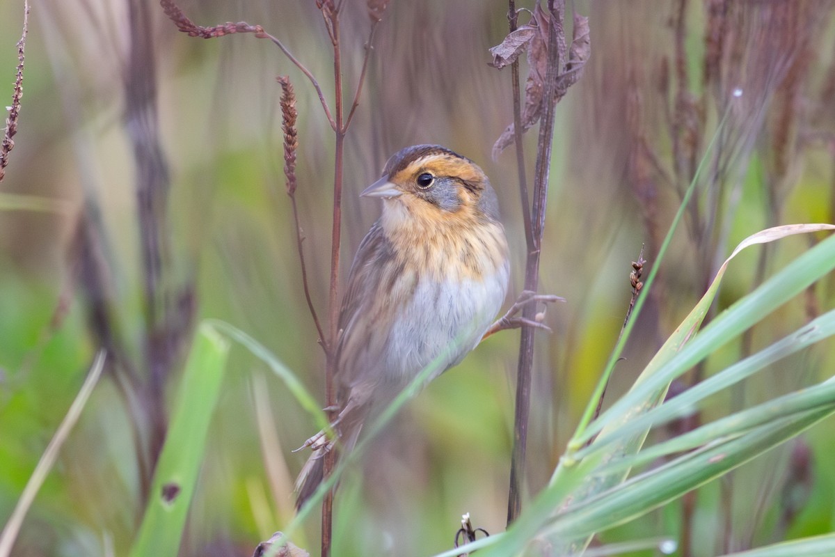 Nelson's Sparrow - ML624121515