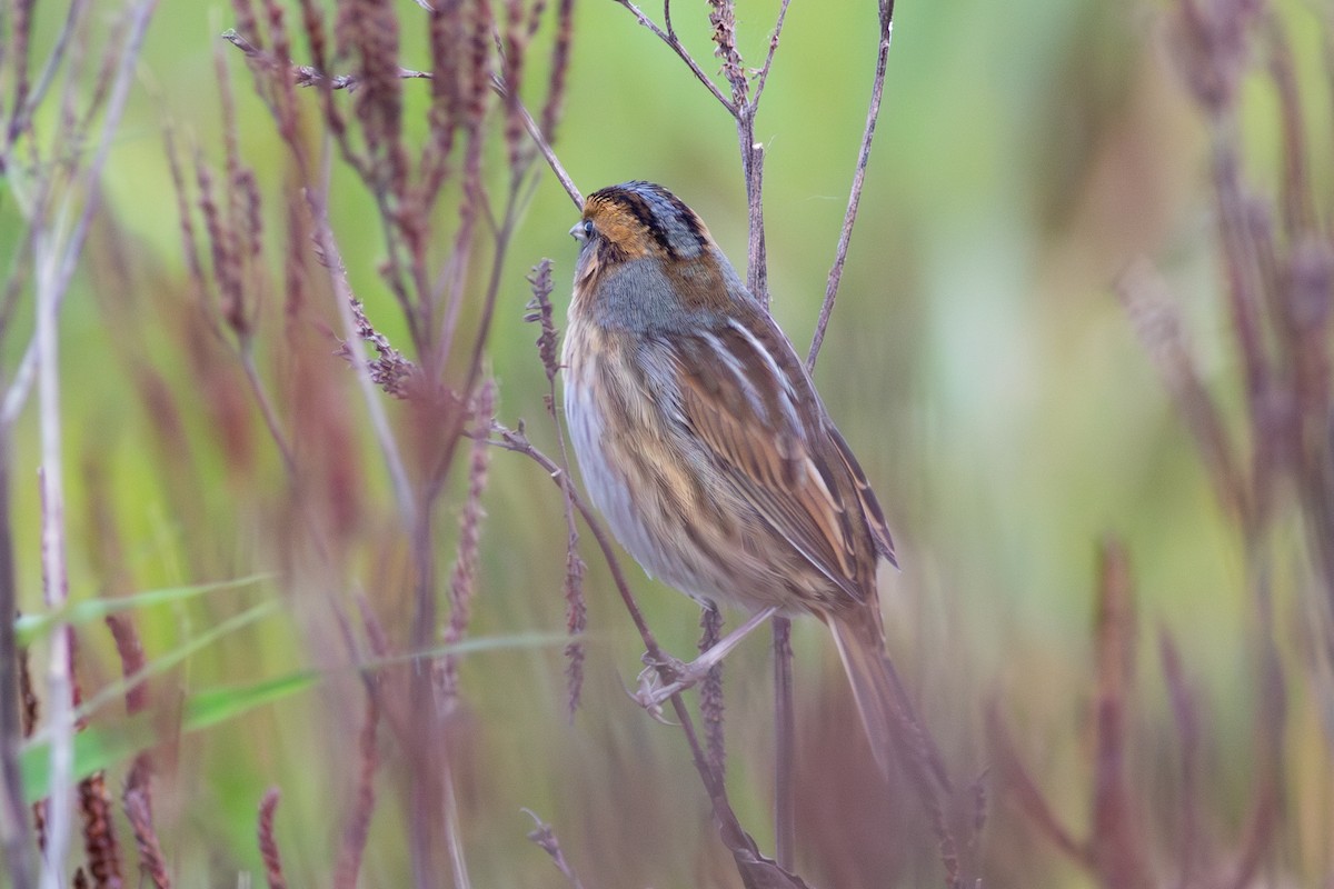 Nelson's Sparrow - Kris Perlberg