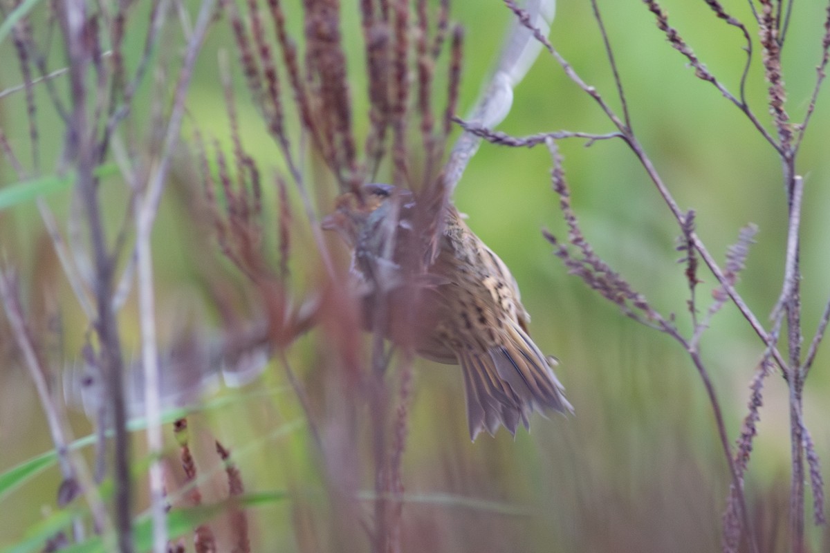 Nelson's Sparrow - ML624121517