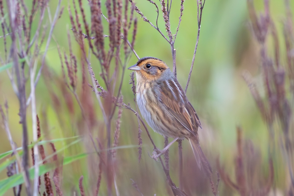 Nelson's Sparrow - ML624121518