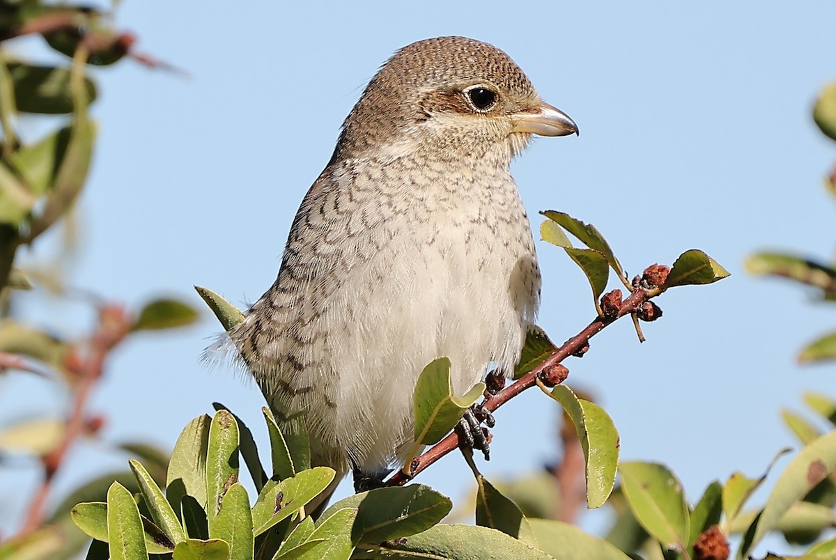 Pie-grièche écorcheur - ML624121529