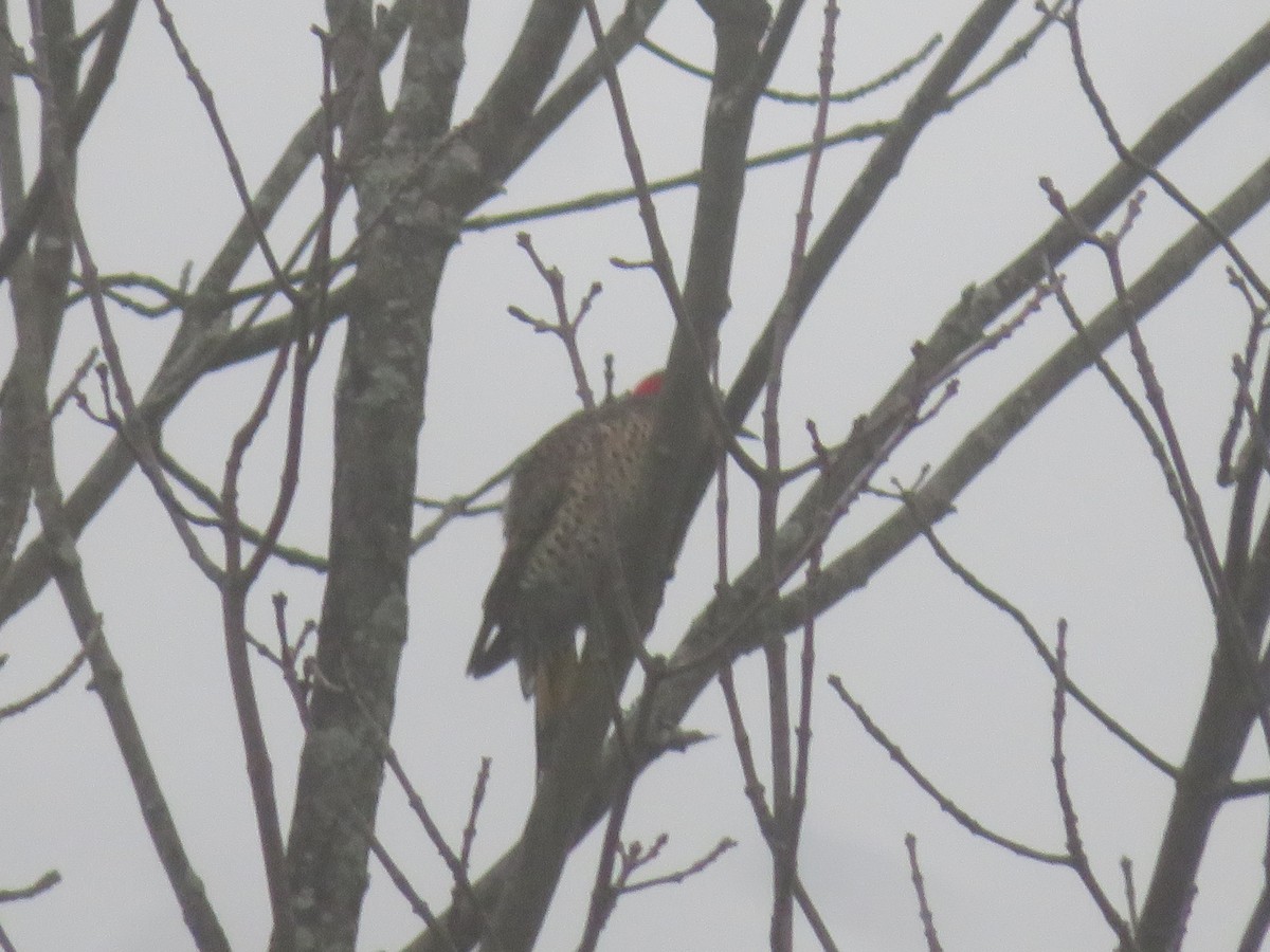 Northern Flicker - ML624121531