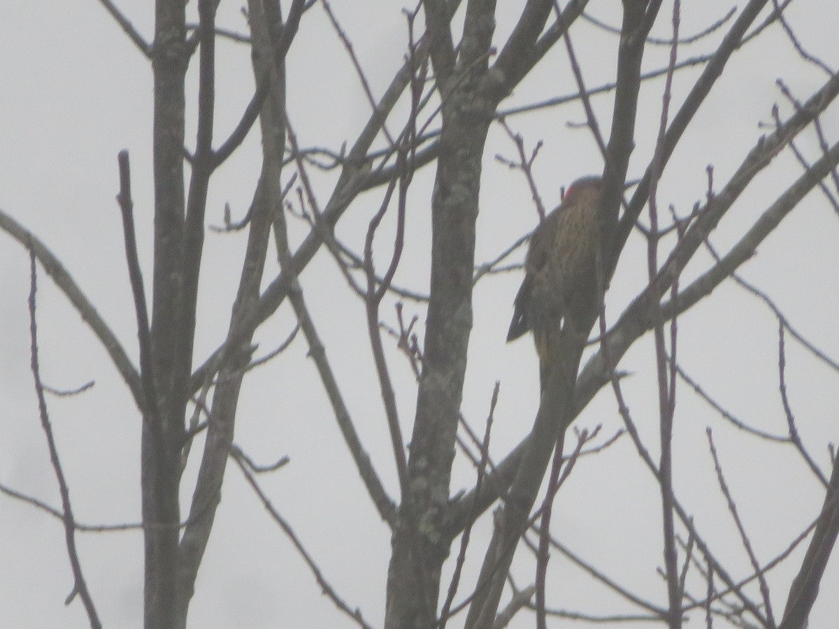 Northern Flicker - ML624121532