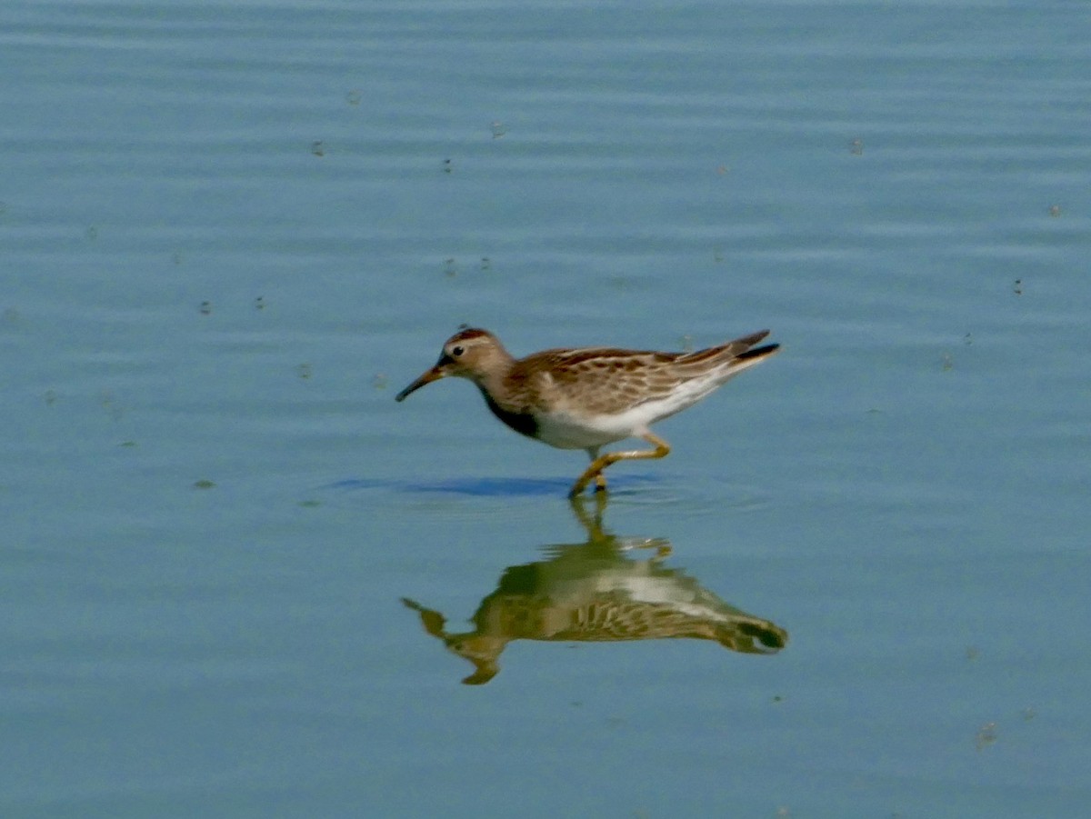 Орог элсэг - ML624121533