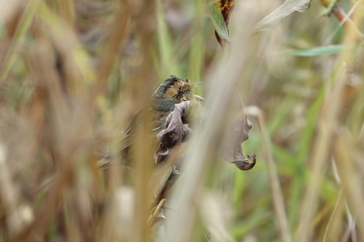 Nelson's Sparrow - ML624121550