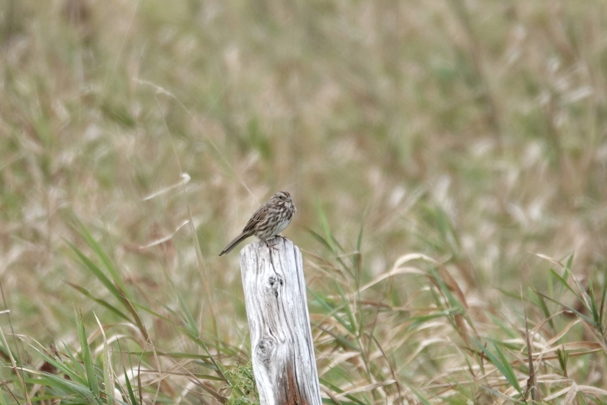 Song Sparrow - Melissa Kesling