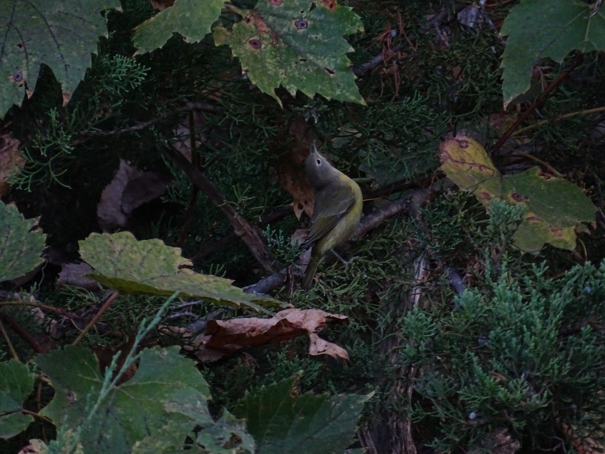 Nashville Warbler - ML624121564