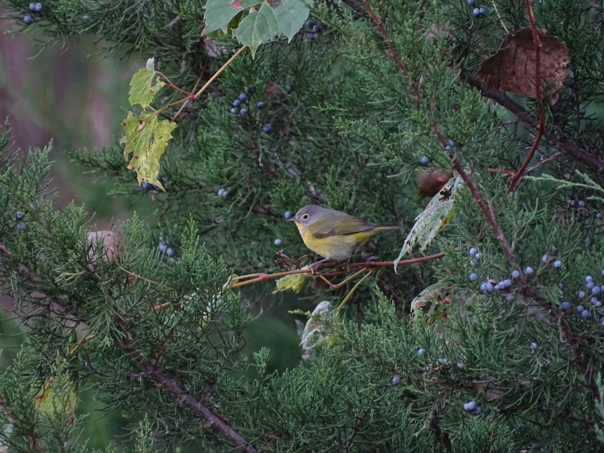 Nashville Warbler - ML624121565