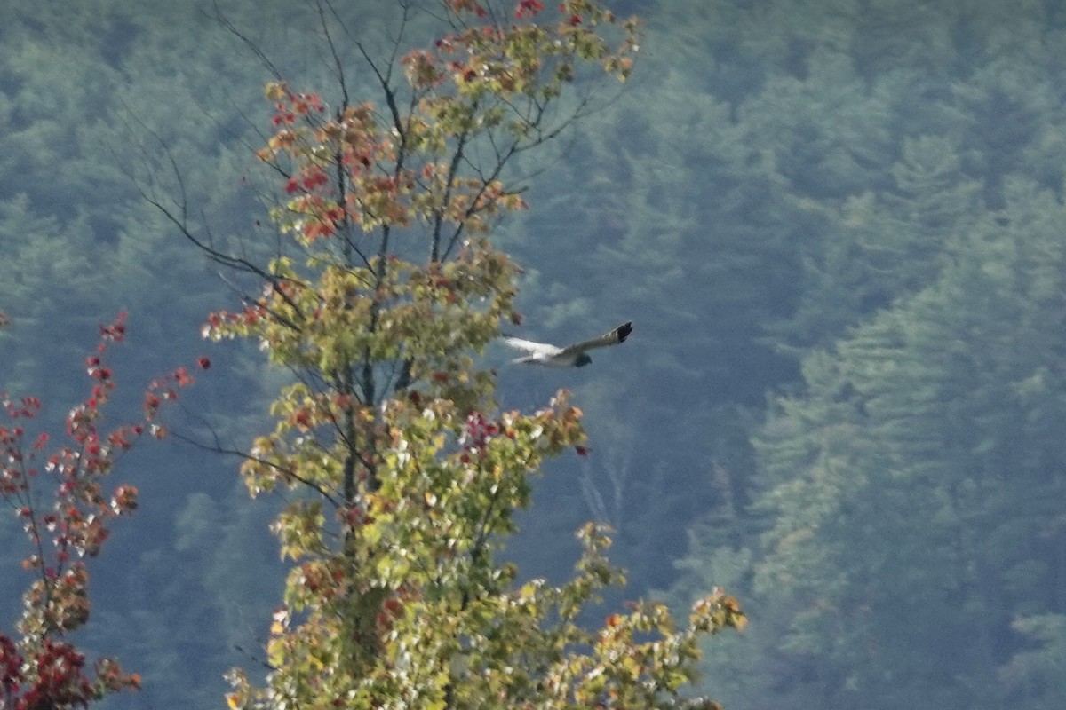 Northern Harrier - ML624121566