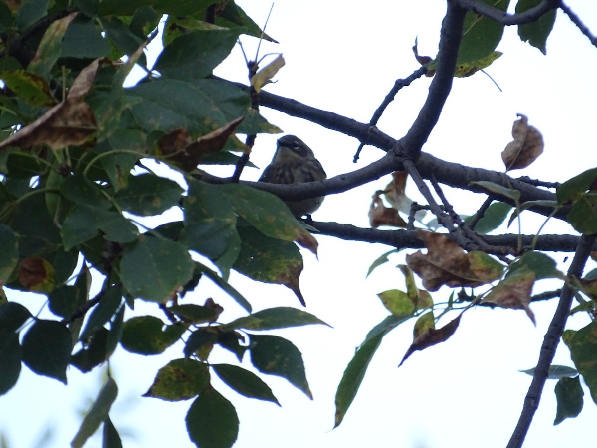 Yellow-rumped Warbler - ML624121570