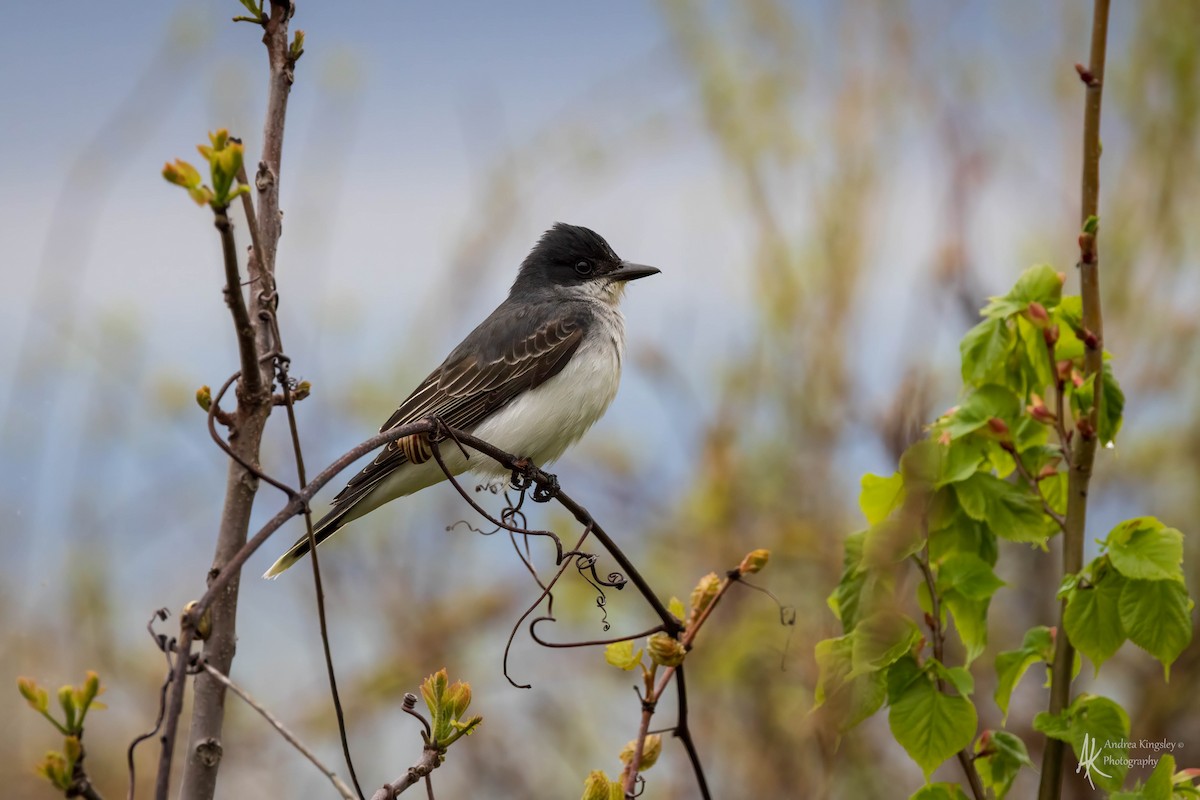 Eastern Kingbird - ML624121573