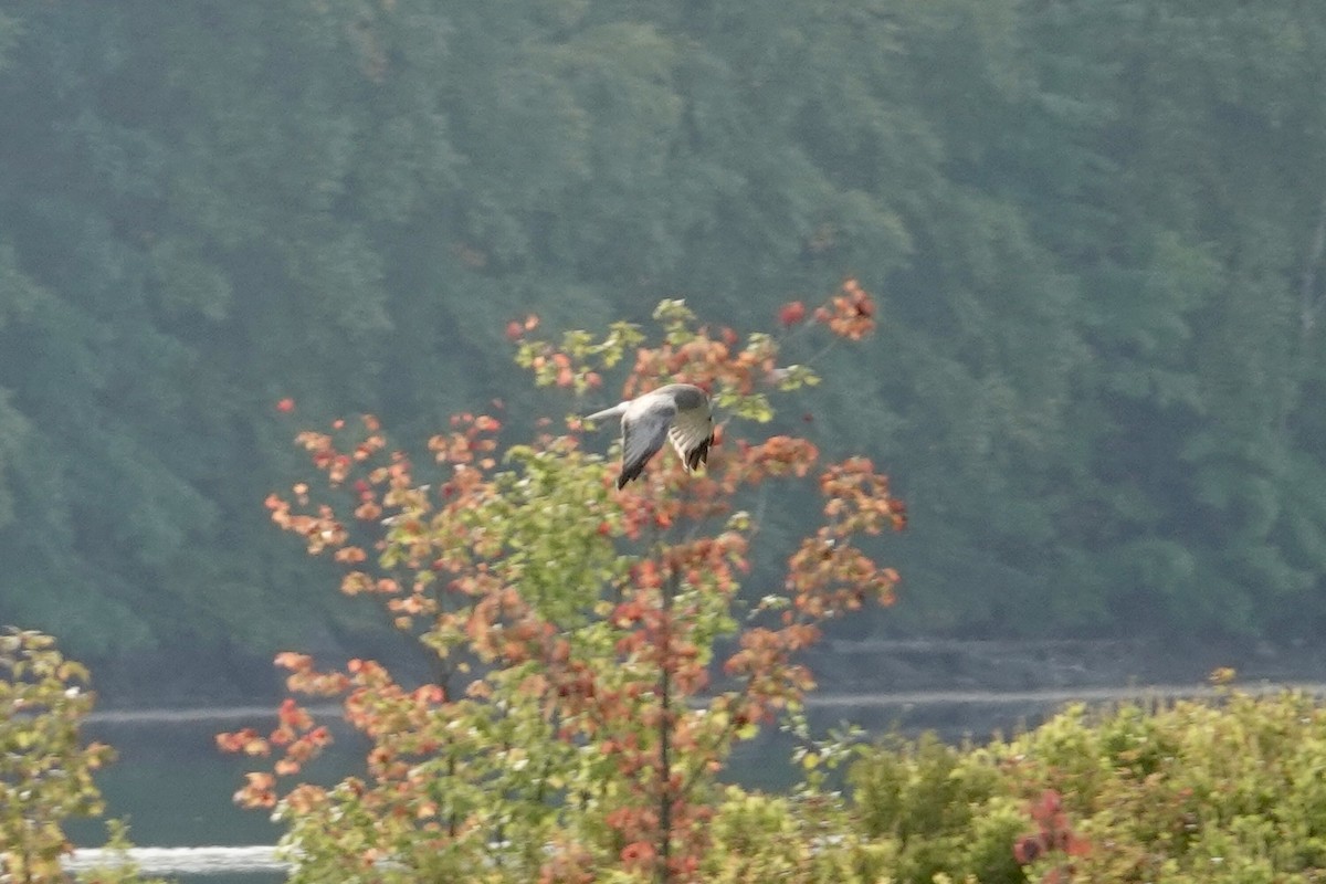 Northern Harrier - ML624121574