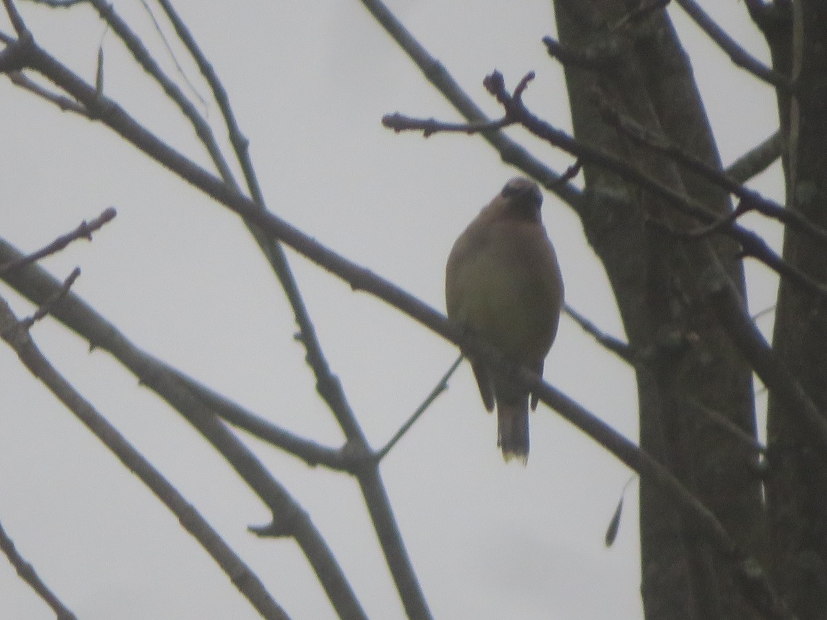 Cedar Waxwing - William Kuk