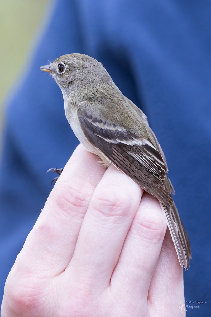 Least Flycatcher - ML624121590