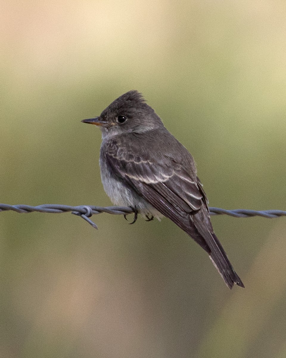 Western Wood-Pewee - ML624121596