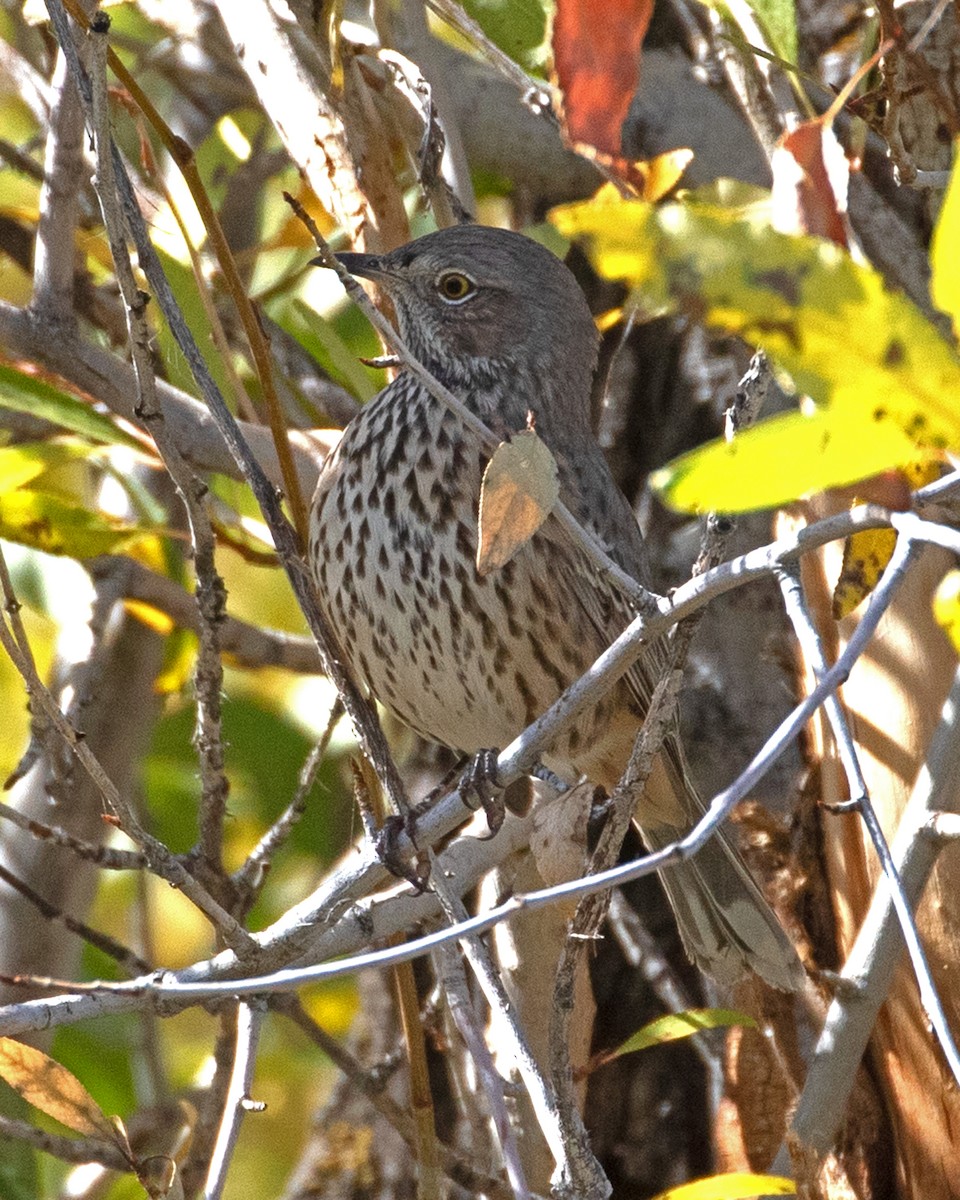 Sage Thrasher - ML624121602