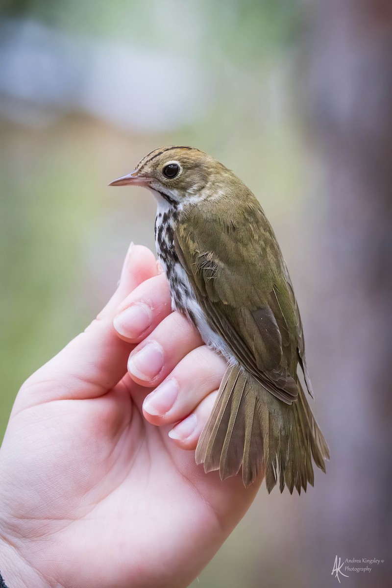 Ovenbird - ML624121603