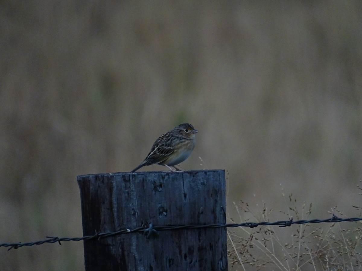 Grasshopper Sparrow - ML624121607