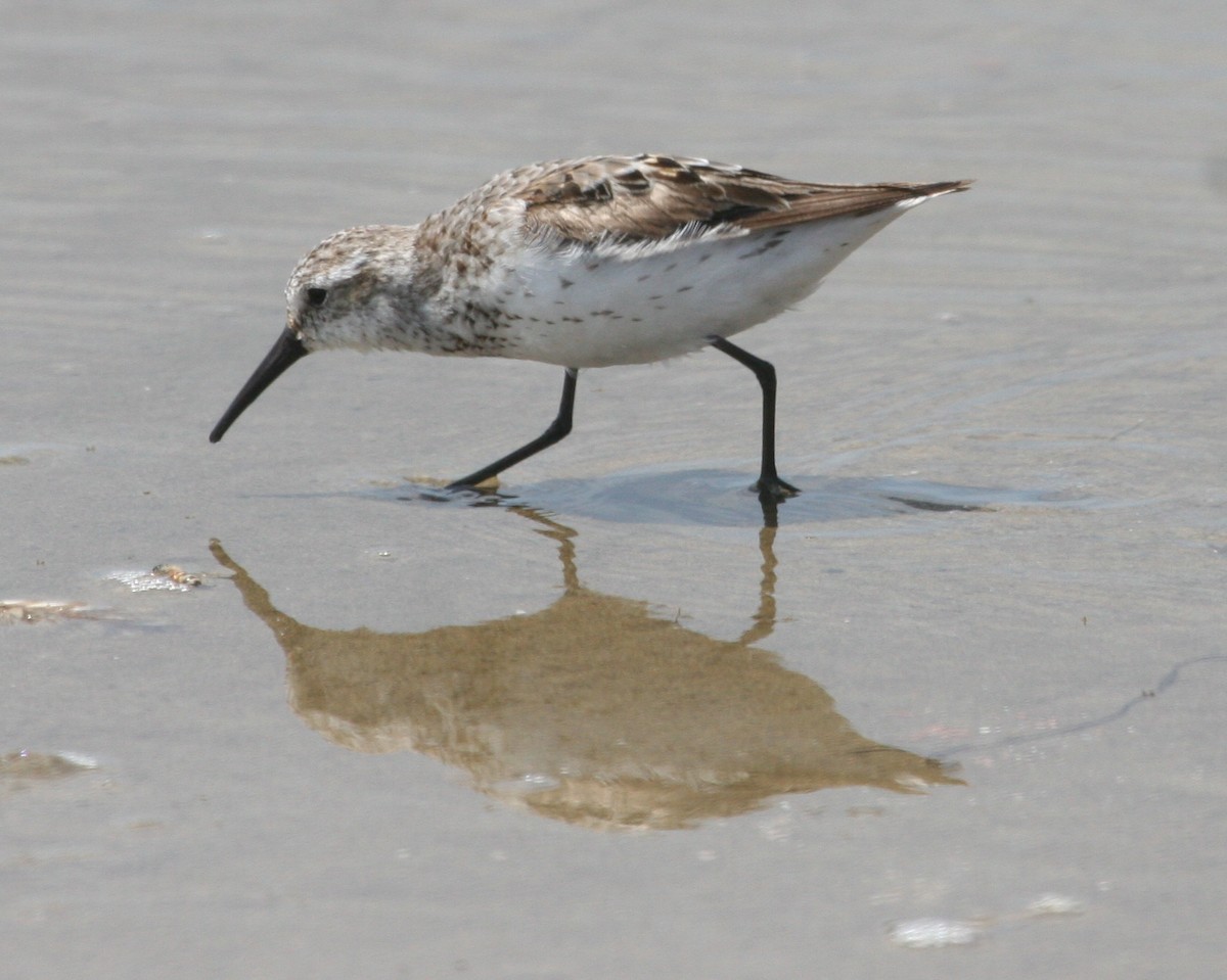 Western Sandpiper - ML624121616