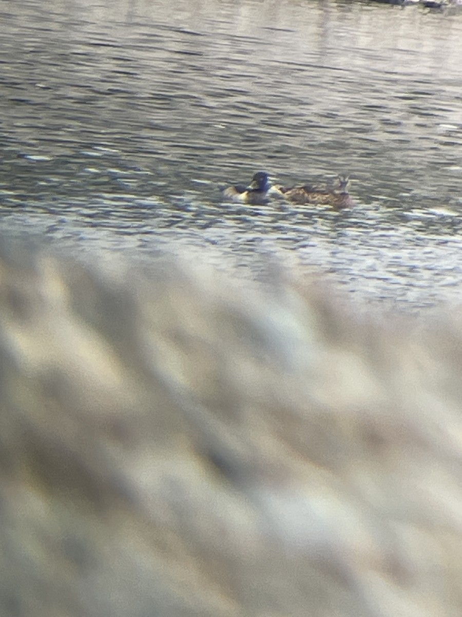 Ring-necked Duck - ML624121624